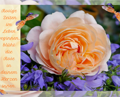 5_2_shop_slider_ Rosige Zeiten im Leben beginnen